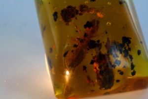 inclusion of insects in amber from the Dominican Republic