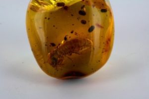 inclusione di insetto in ambra della  Repubblica Dominicana