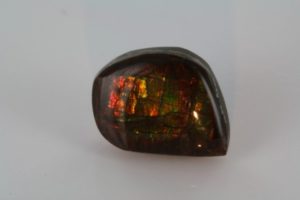 polished ammolite from Canada