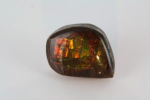 polished ammolite from Canada