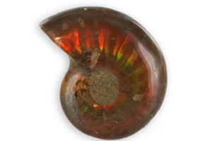 ammonite nacrée de Madagascar