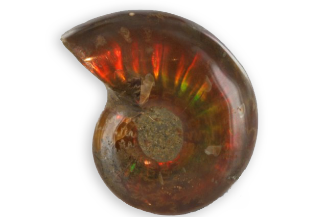ammonita nacarada de Madagascar