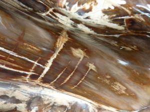 madera fósil polida de Birmania
