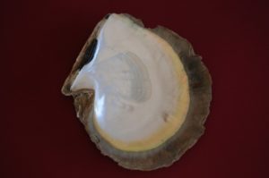 inside of oyster pearl shell in nacre