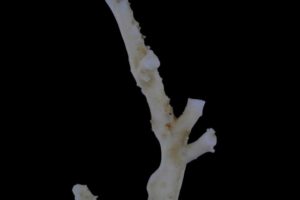 白珊瑚の小枝