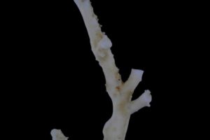 white coral branch