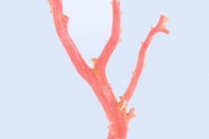 中国海のピンク色珊瑚の小枝