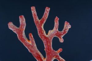 red coral branch