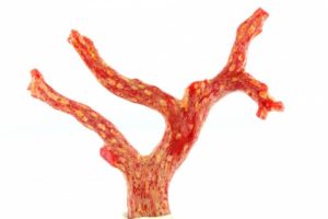 red coral branch from Corsica France