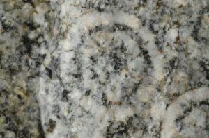 détail de la diorite orbiculaire Corse