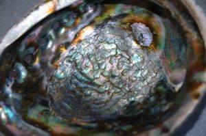 inside of heliotis shell in multicolored iridescent nacre