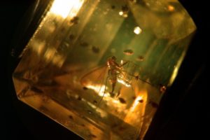 inclusion of an insect perfectly preserved, in amber