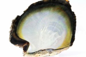 "pinctadine" pearl oyster from  Tahiti