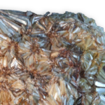 cristalli di pyrophyllite della Georgia negli Stati Uniti