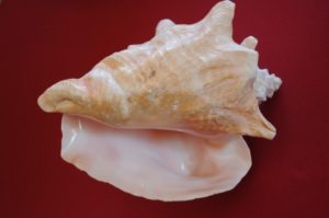shell of strombus gigas