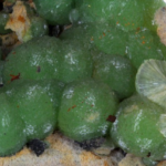 wavellite crystals from United States